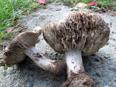 Tricholoma niveipes