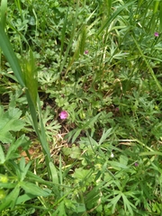 Geranium dissectum