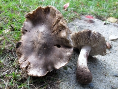 Tricholoma niveipes