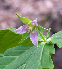 Trillium tschonoskii