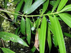 Podocarpus matudae