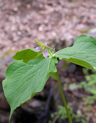 Trillium tschonoskii