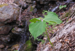 Trillium tschonoskii