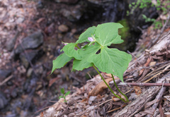 Trillium tschonoskii