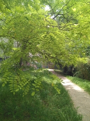 Robinia pseudoacacia