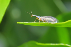 Xanthostigma corsica