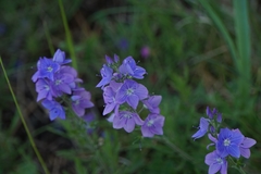 Veronica dalmatica
