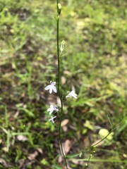 Lobelia nuttallii