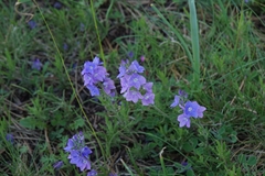 Veronica dalmatica