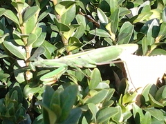 Mantis religiosa