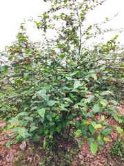 Rubus corchorifolius