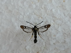 Synanthedon flaviventris