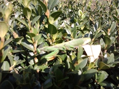 Mantis religiosa