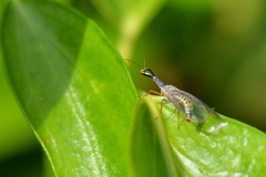 Xanthostigma corsica