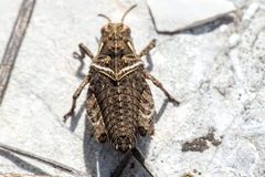 Prionotropis hystrix
