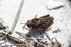 Prionotropis hystrix