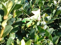 Mantis religiosa
