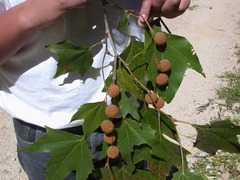 Platanus mexicana