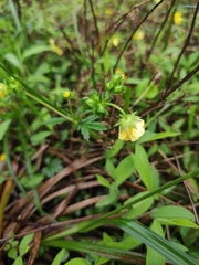 Potentilla kleiniana