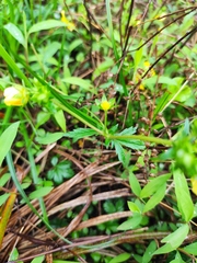 Potentilla kleiniana