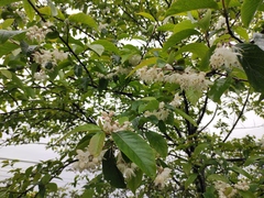 Alniphyllum fortunei