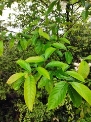 Alniphyllum fortunei
