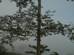 Platanus mexicana