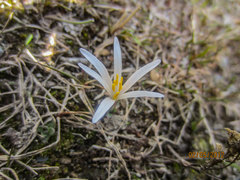Colchicum kesselringii
