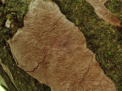 Phellinopsis conchata