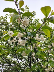 Alniphyllum fortunei