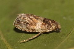 Celypha flavipalpana