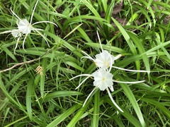 Hymenocallis crassifolia