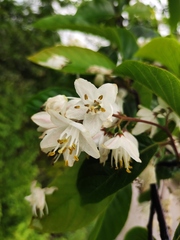Alniphyllum fortunei