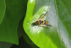 Ancistrocerus longispinosus