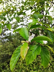 Alniphyllum fortunei
