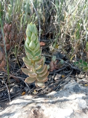 Petrosedum sediforme