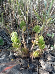 Petrosedum sediforme