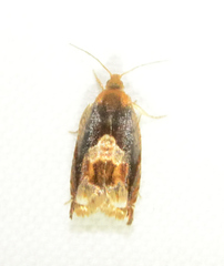Ancylis muricana