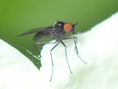 Empidoidea