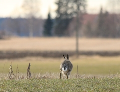 Lepus europaeus