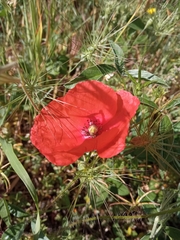 Papaver