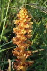 Orobanche elatior
