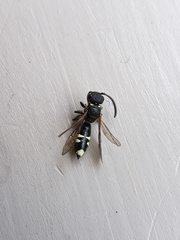 Sapyga martinii
