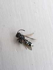 Sapyga martinii