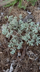 Sedum pedicellatum