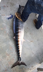 Acanthocybium solandri