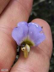 Lotononis sericophylla