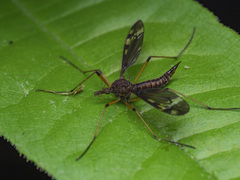 Tipula fuliginosa