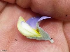 Lotononis sericophylla