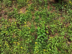 Sinosenecio oldhamianus